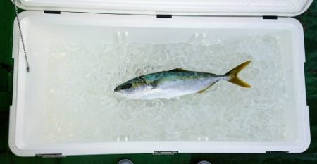 火遠理丸（ほおりまる） 釣果