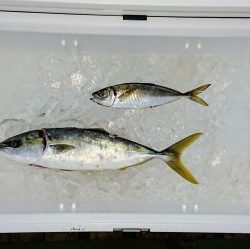 火遠理丸（ほおりまる） 釣果