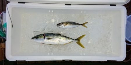 火遠理丸（ほおりまる） 釣果