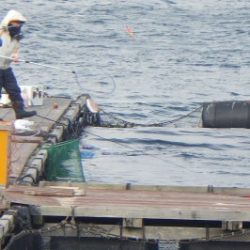 淡路じゃのひれフィッシングパーク 釣果