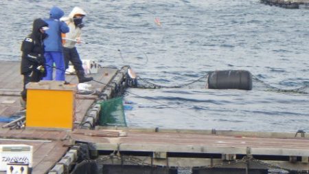 淡路じゃのひれフィッシングパーク 釣果