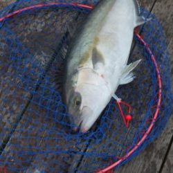 淡路じゃのひれフィッシングパーク 釣果