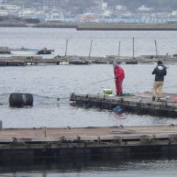 淡路じゃのひれフィッシングパーク 釣果