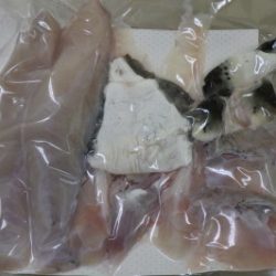 淡路じゃのひれフィッシングパーク 釣果