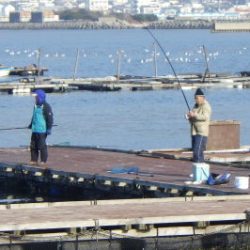 淡路じゃのひれフィッシングパーク 釣果