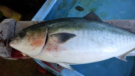 淡路じゃのひれフィッシングパーク 釣果