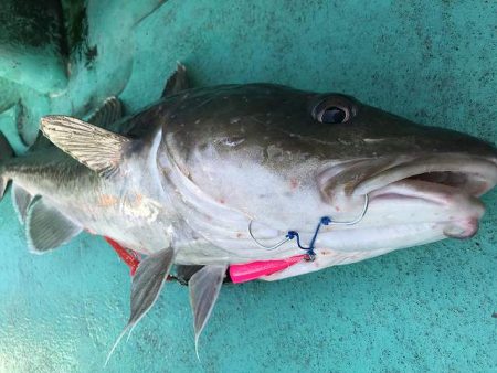 広進丸 釣果