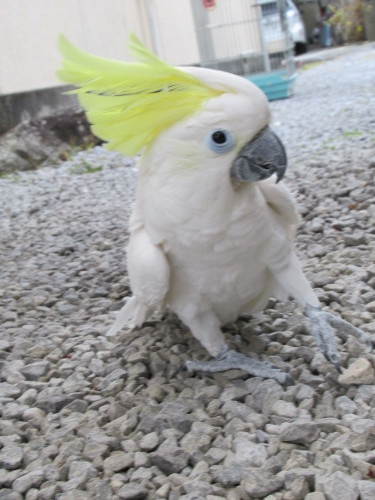 濱田渡船 釣果