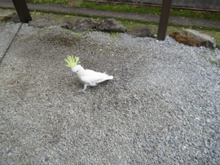 濱田渡船 釣果