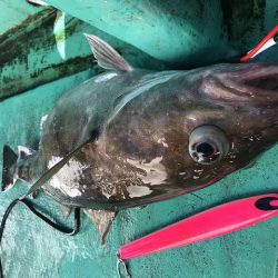 広進丸 釣果