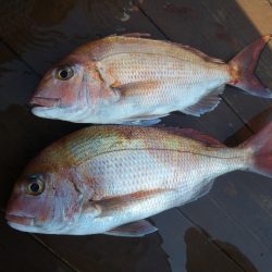 小海途 釣果