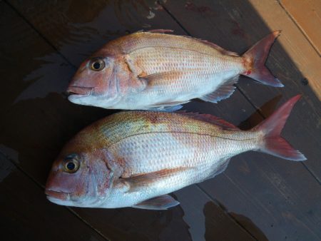 小海途 釣果