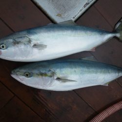 小海途 釣果