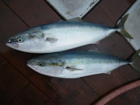 小海途 釣果