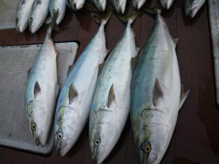 小海途 釣果