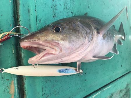 広進丸 釣果