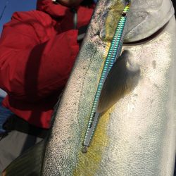 松鶴丸 釣果