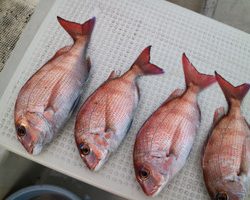 魚英 釣果