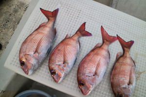 魚英 釣果