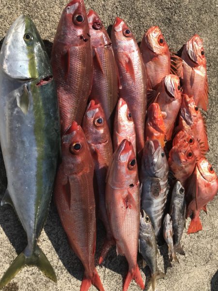 たいし丸 釣果