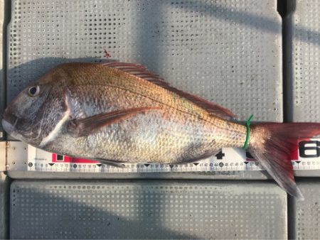 釣鯛洋 釣果