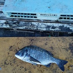 KO-SHIN丸 釣果