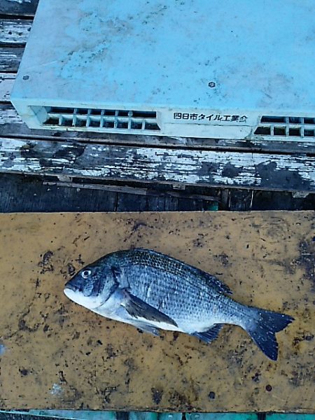 KO-SHIN丸 釣果