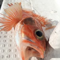 渡船屋たにぐち 釣果