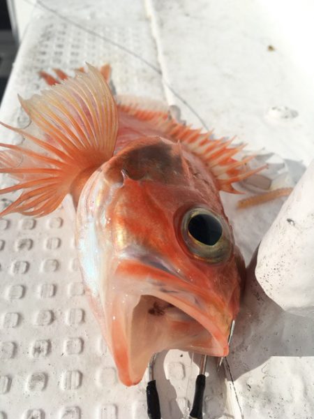 渡船屋たにぐち 釣果