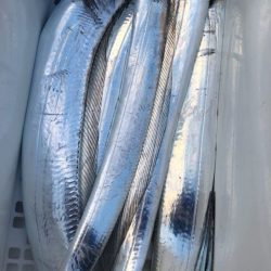 豊和丸 釣果