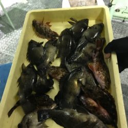 ヤザワ渡船 釣果