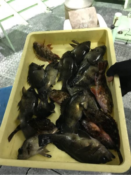 ヤザワ渡船 釣果