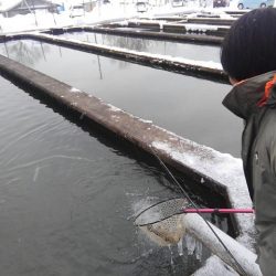 つりぼりあかし 釣果