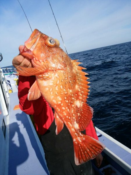 新幸丸 釣果