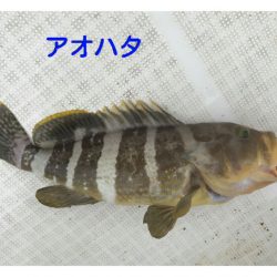 海坊主Ｖ 釣果