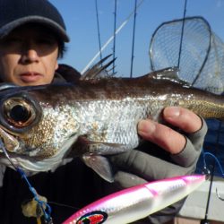 阿波哲 釣果