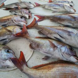 タイラバ遊漁船 ワンピース 釣果