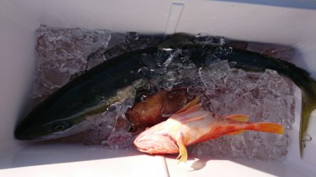 だて丸 釣果