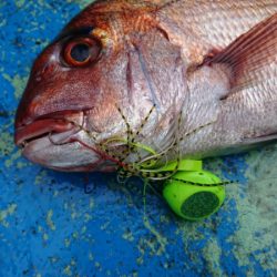 だて丸 釣果