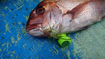 だて丸 釣果