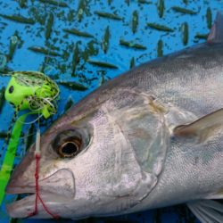 だて丸 釣果