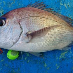 だて丸 釣果