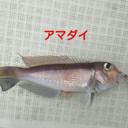 海坊主Ｖ 釣果