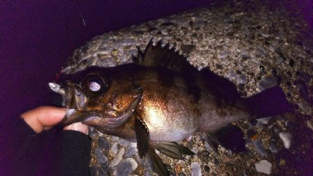 荒れた海と良型メバル