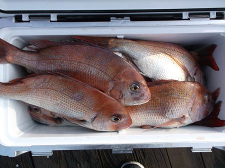 釣友丸 釣果