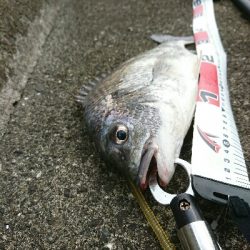 エビ蒔きでハネ釣り