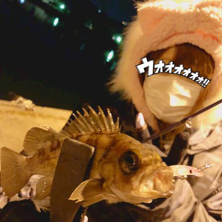 メバルくん １０匹以上 徳島 小松島漁港 メバリング メバル 陸っぱり 釣り 魚釣り 釣果情報サイト カンパリ