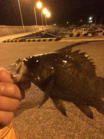 メバリング 広島 川尻港周辺 メバリング メバル 陸っぱり 釣り 魚釣り 釣果情報サイト カンパリ