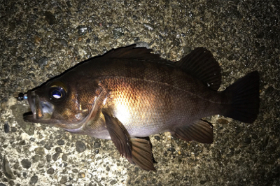 フロートでの釣果