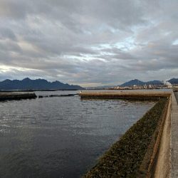 今日もメバルは産卵後パターン